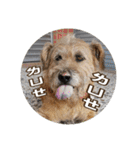 MoMo is a dog（個別スタンプ：30）