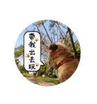 MoMo is a dog（個別スタンプ：31）