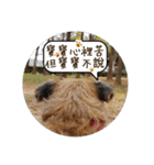 MoMo is a dog（個別スタンプ：32）