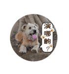 MoMo is a dog（個別スタンプ：33）