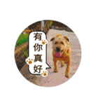 MoMo is a dog（個別スタンプ：34）