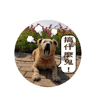MoMo is a dog（個別スタンプ：36）