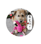MoMo is a dog（個別スタンプ：38）
