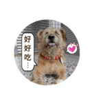 MoMo is a dog（個別スタンプ：39）