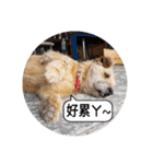 MoMo is a dog（個別スタンプ：40）