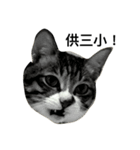 Lumy is fat cat.（個別スタンプ：1）