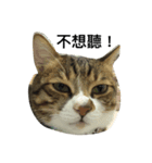 Lumy is fat cat.（個別スタンプ：2）