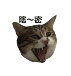 Lumy is fat cat.（個別スタンプ：3）