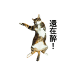 Lumy is fat cat.（個別スタンプ：4）