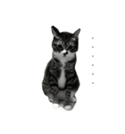 Lumy is fat cat.（個別スタンプ：5）