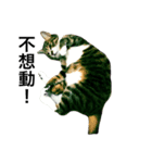 Lumy is fat cat.（個別スタンプ：6）