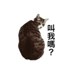 Lumy is fat cat.（個別スタンプ：8）
