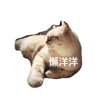 I am steamed bread（個別スタンプ：1）