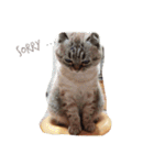 I am steamed bread（個別スタンプ：5）