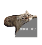 I am steamed bread（個別スタンプ：9）