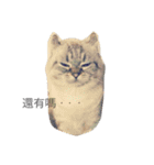 I am steamed bread（個別スタンプ：11）
