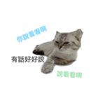 I am steamed bread（個別スタンプ：16）