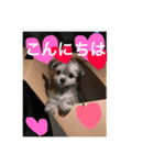 もものすけ 仔犬ver.（個別スタンプ：1）