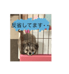 もものすけ 仔犬ver.（個別スタンプ：6）