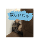 もものすけ 仔犬ver.（個別スタンプ：7）