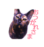 にゃるまげスタンプ（個別スタンプ：2）