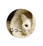 にゃるまげスタンプ（個別スタンプ：8）