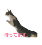 にゃるまげスタンプ（個別スタンプ：10）