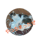 にゃるまげスタンプ（個別スタンプ：11）