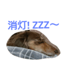 ワンコレンジャーマロン！（個別スタンプ：19）