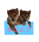 とらふぁみりぃ（個別スタンプ：1）