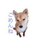 とらふぁみりぃ（個別スタンプ：7）