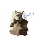 ゆる猫家族（個別スタンプ：3）