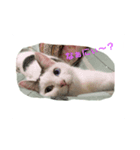 ゆる猫家族（個別スタンプ：6）