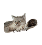 ゆる猫家族（個別スタンプ：7）