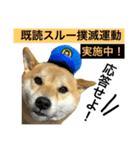 ミニ柴ポリス（個別スタンプ：21）