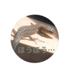 カナヘビ3兄弟②（個別スタンプ：1）