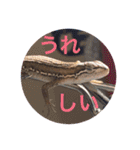 カナヘビ3兄弟②（個別スタンプ：8）