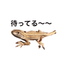 カナヘビ3兄弟②（個別スタンプ：11）