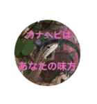 カナヘビ3兄弟②（個別スタンプ：20）