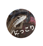 カナヘビ3兄弟②（個別スタンプ：23）