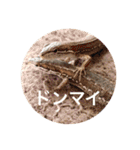 カナヘビ3兄弟②（個別スタンプ：25）