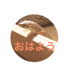 カナヘビ3兄弟②（個別スタンプ：32）