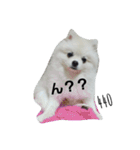 しし丸くん。（個別スタンプ：5）