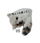 しし丸くん。（個別スタンプ：12）