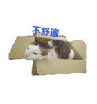 Tomi life record2（個別スタンプ：13）