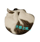 Tomi life record2（個別スタンプ：14）
