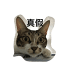 attitudelife（個別スタンプ：2）
