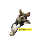 attitudelife（個別スタンプ：3）