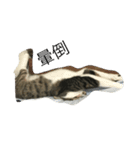 attitudelife（個別スタンプ：6）