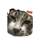 attitudelife（個別スタンプ：9）
